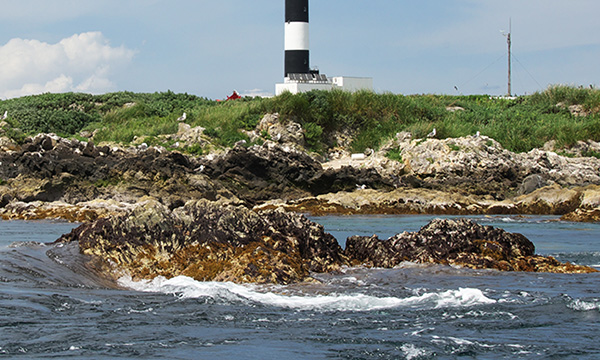ゴジラの背中が！